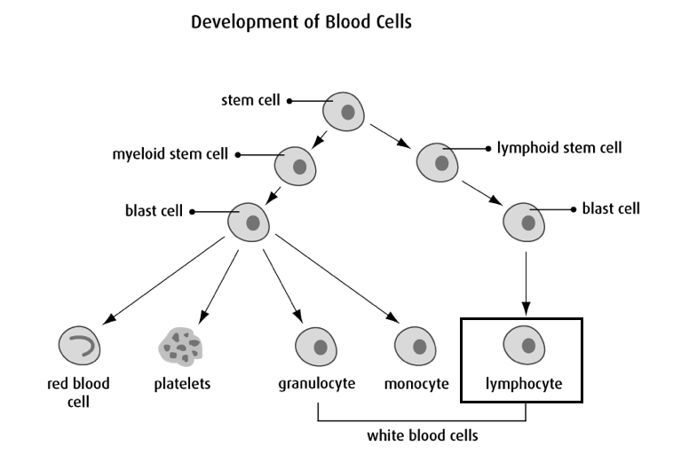 Chronic Lymphocytic Leukemia (CLL) – Leukemia / Bone Marrow Transplant